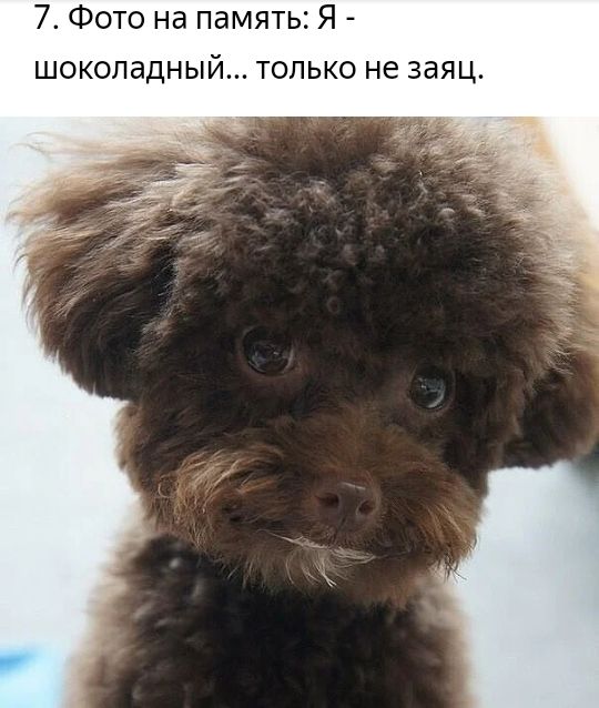 7 Фото на память Я ШОКОЛдДНЫЙ ТОЛЬКО не ЗдЯЦ
