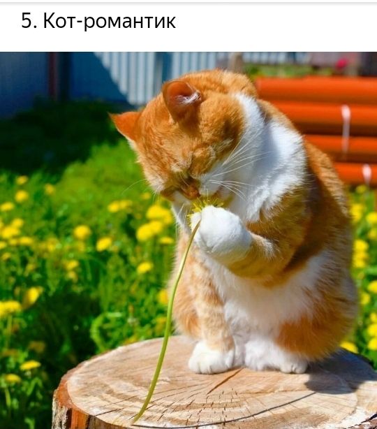 5 Кот романтик