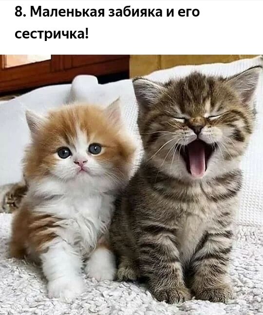 8 Маленькая забияка и его сестричка