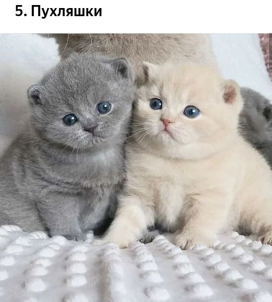 5 Пухляшки