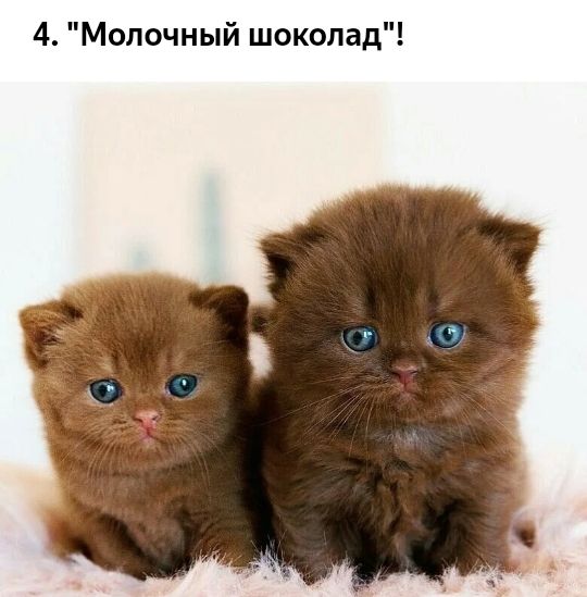 4 Молочный шоколад