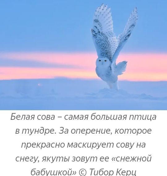 Белая сова самая большая птица в тундре За оперение которое прекрасно маскирует сову на снегу якуты зовут ее снежной бабушкой Тибор Кери