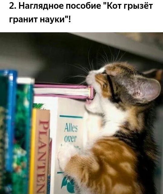 2 Наглядное пособие Кот грызёт гранит науки