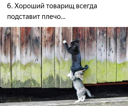 6 Хороший товарищ всегда подставит плечо