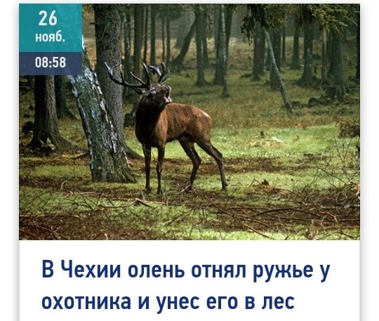 В Чехии олень отнял ружье у охотника и унес его в лес