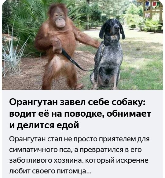 Орангутан завел себе собаку водит её на поводке обнимает и делится едой Орангутан стал не просто приятелем для симпатичного пса а превратился в его заботливого хозяина который искренне любит своего питомца