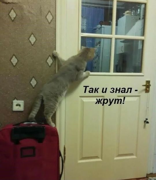 Так и знал і жрут