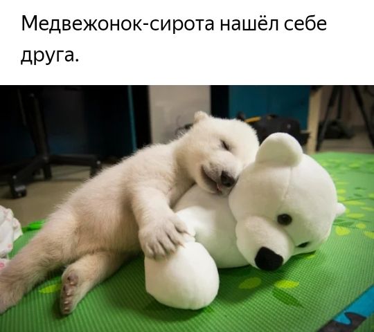 Медвежонок сирота нашёл себе друга