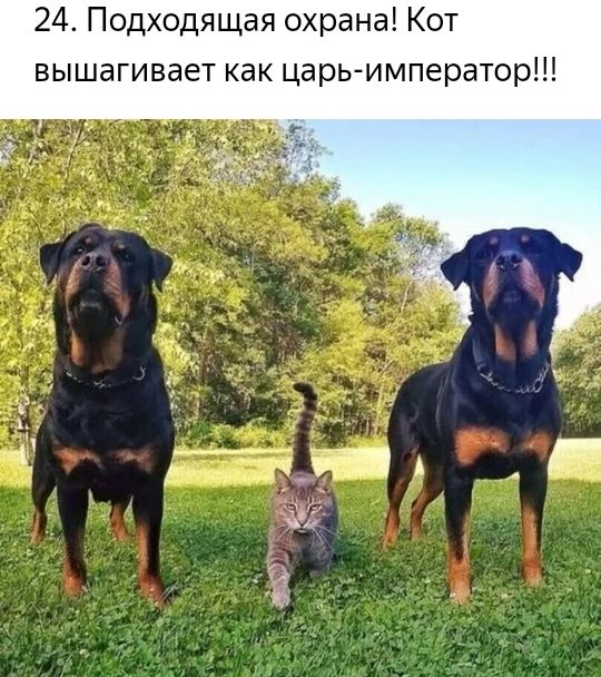 24 Подходящая охрана Кот вышагивает как царьимператор