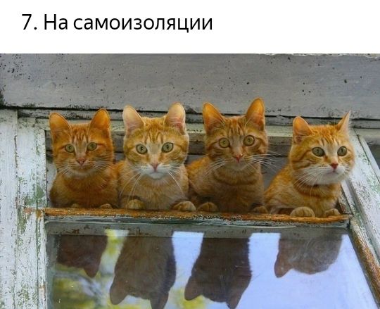 7 На самоизопяции