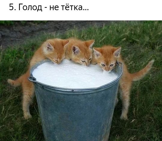 5 Голод не тётка