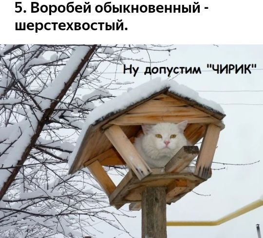 5 Воробей обыкновенный шерстехвостый