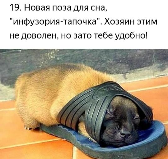 19 Новая поза для сна инфузория тапочка Хозяин этим не доволен но зато тебе удобно
