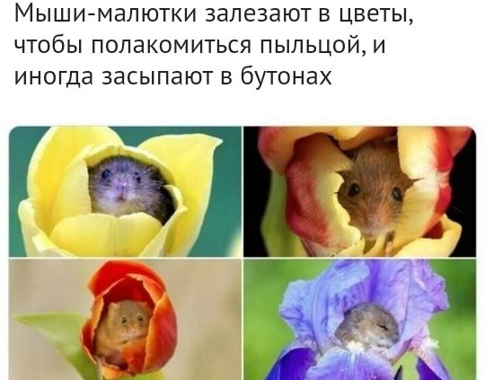 МЫШИ МЭЛЮТКИ ЗЭЛЭЗЗЮТ В ЦВЕТЫ ЧТОбЫ ПОЛаКОМИТЬСЯ ПЫЛЬЦОЙ И ИНОГДЗ ЗЭСЫПЭЮТ В бУТОНдХ