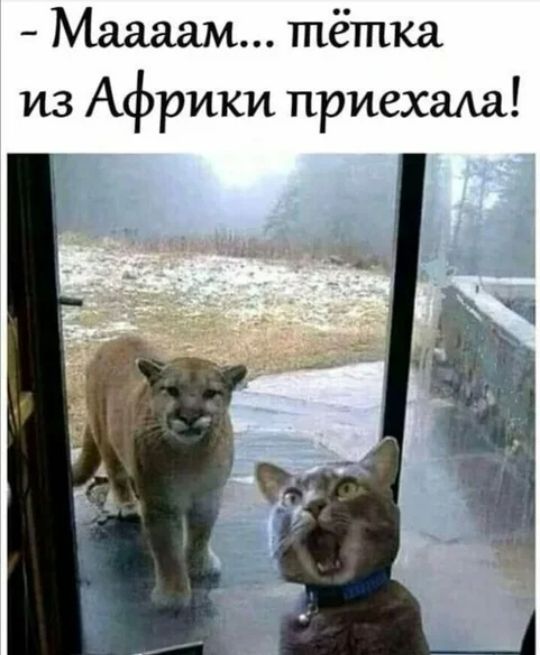 Мадам тётка из Африки приехала