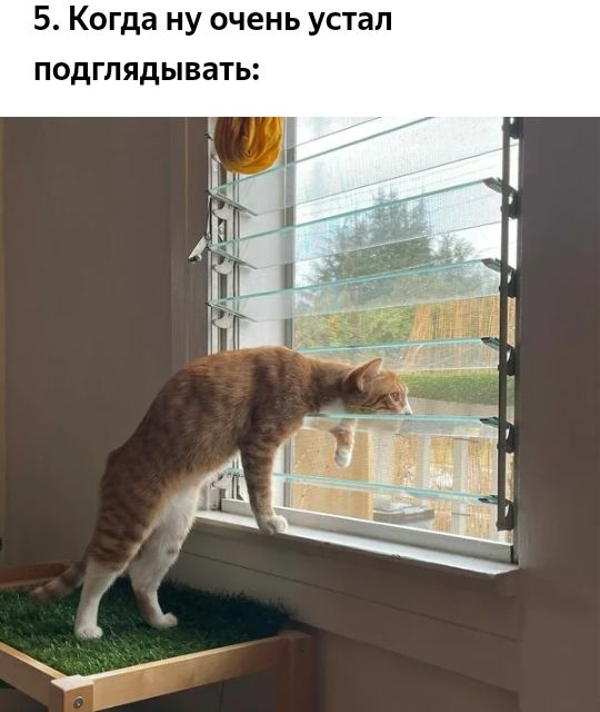 5 Когда ну очень устал подглядывать