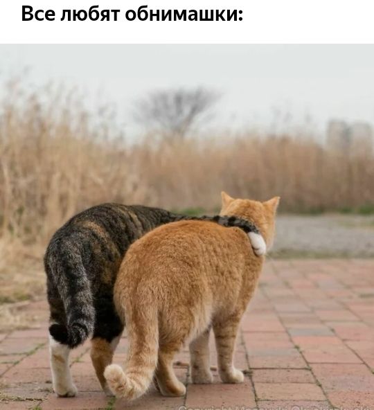 Все любят обнимашки