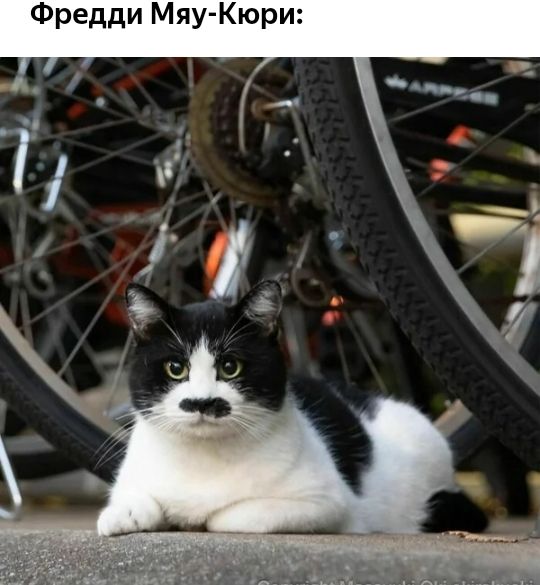 Фредди Мяу Кюри