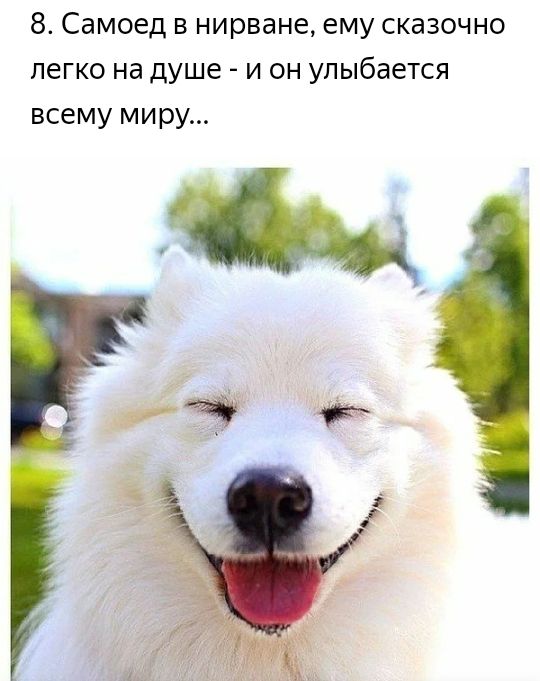 8 Самоед в нирване ему сказочно легко на душе и он улыбается всему миру