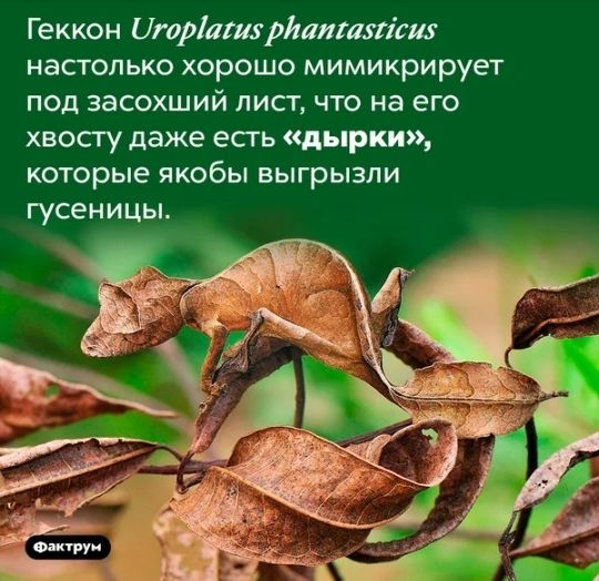 Геккон Цюріашхрішпшлісш настолько хорошо мимикрирует под засохший лист что на его хвосгу даже есть дырки которые якобы выгрызли гусеницы