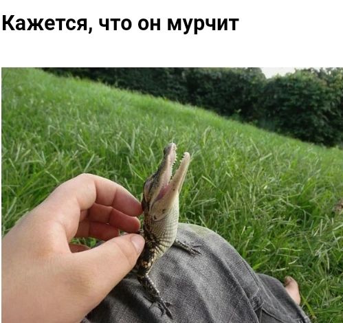 Кажется что он мурчит
