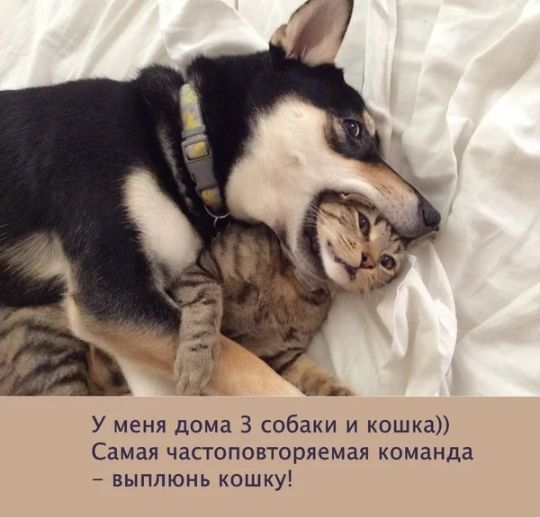 У меня дома 3 собаки и кошка Самая чапоповторяемая команца выплюнь кошку