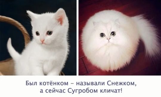 _ Был котенком называли Снежксм а сейчас Сугробом кпичат