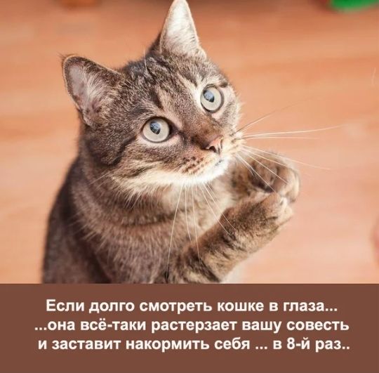 Если долго смотреть кошке в глаза она всё таки растерзает вашу совесть и заставит накормить себя в 8 й раз