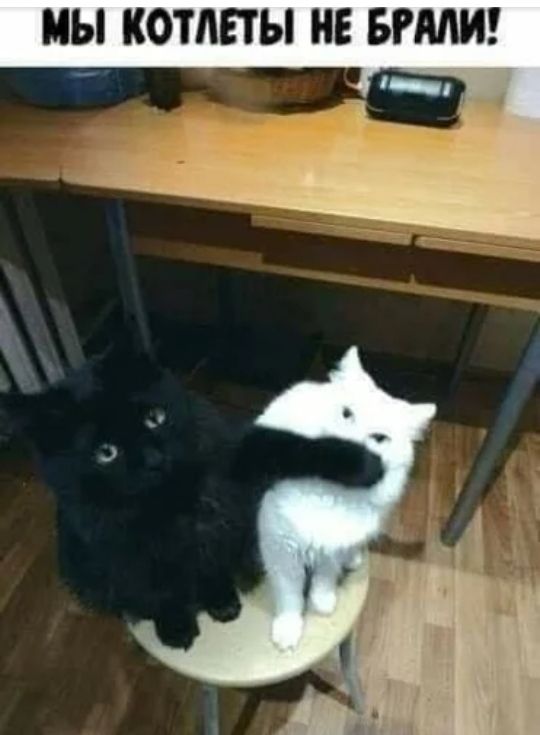 МЫ КОТЛЕТЫ НЕ БРМИ