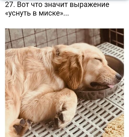 27 Вот что значит выражение УСНУТЬ В миске