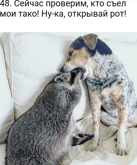 48 Сейчас проверим кто съел мои тако Нука открывай рот