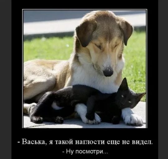Васька я такой натости еще не видел Ну посмагри