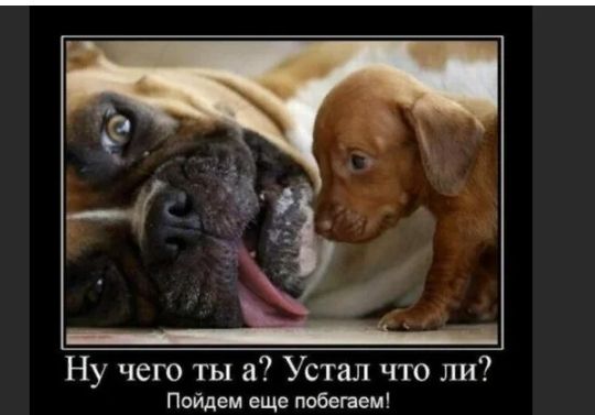 Ну чего ты Устал что ли Пойдем еще побегаем