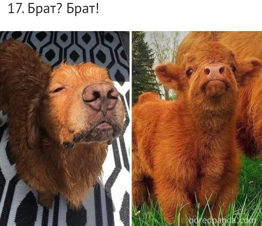 17 Брат Брат