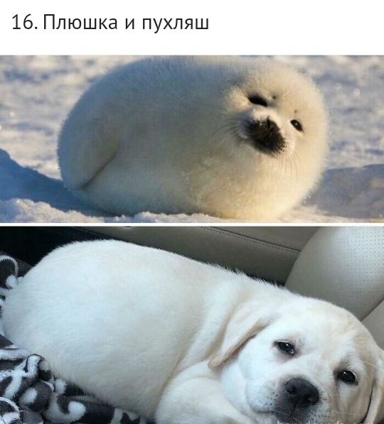 16 Плюшка и пухпяш