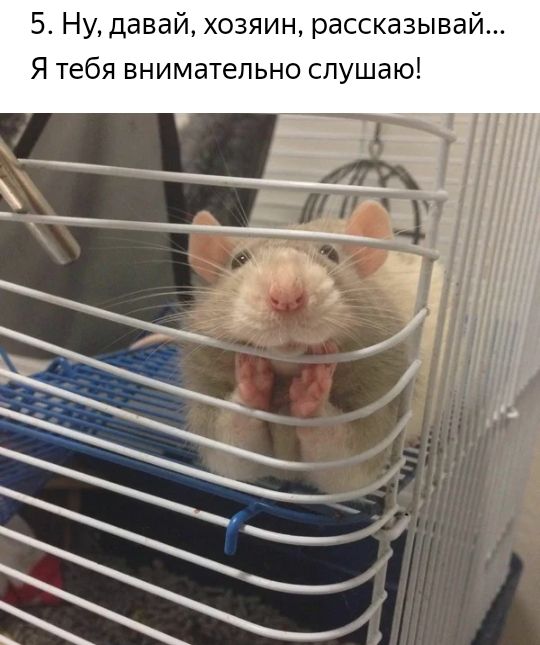 5 Ну давай хозяин рассказывай Я тебя внимательно слушаю