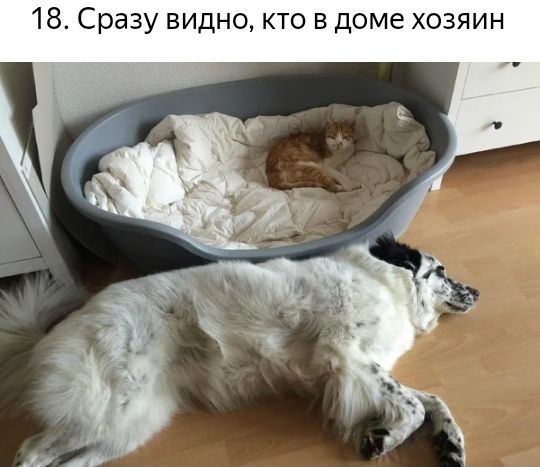 18 Сразу видно кто в доме хозяин