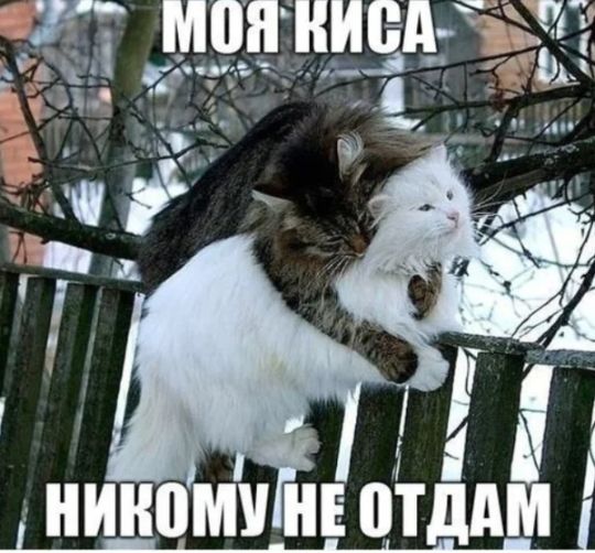 А ниноми нЕ отддм