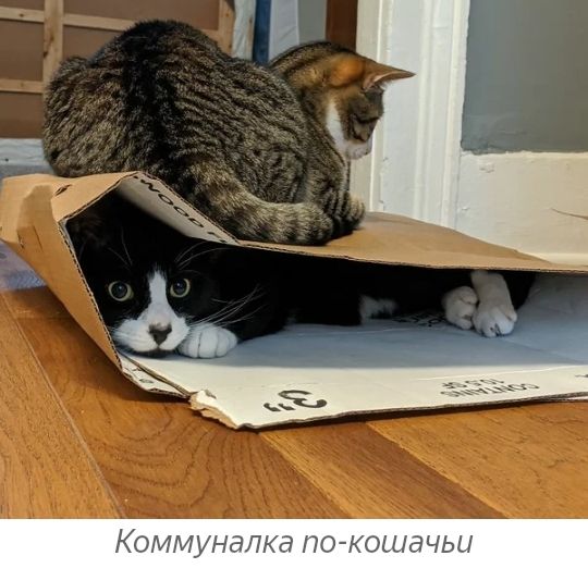 к КОММУНЗПКЗ ПО КОЦд ЧЫ