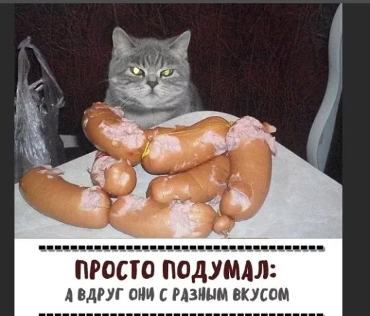 ччццчччиччцч щчччцччццчччччсчцчсч зсч ПРОСТО ПОДУМАЛ А вдруг ОНИ С РАЗИНМ ВКУСОМ