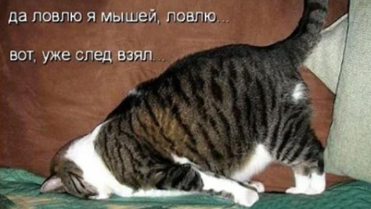 да ПОВПЮ Я мышей ПОВПЮ БОТ уже СПед ВЗЯЛ