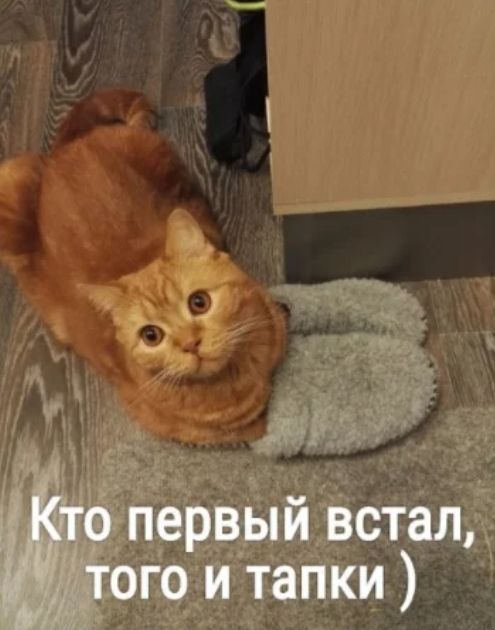 0 первый встал Джош и тапки