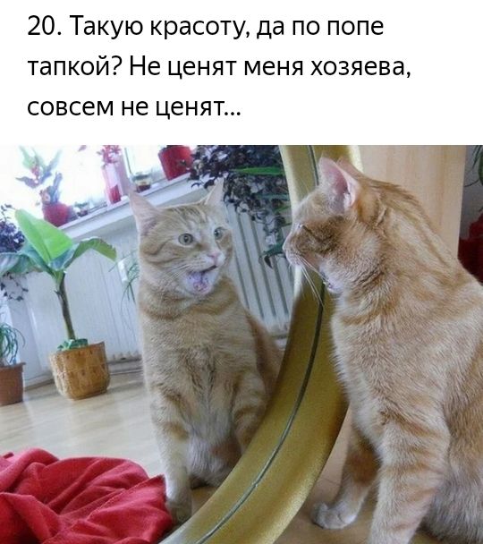 20 Такую красоту да по попе тапкой Не ценят меня хозяева совсем не ценят