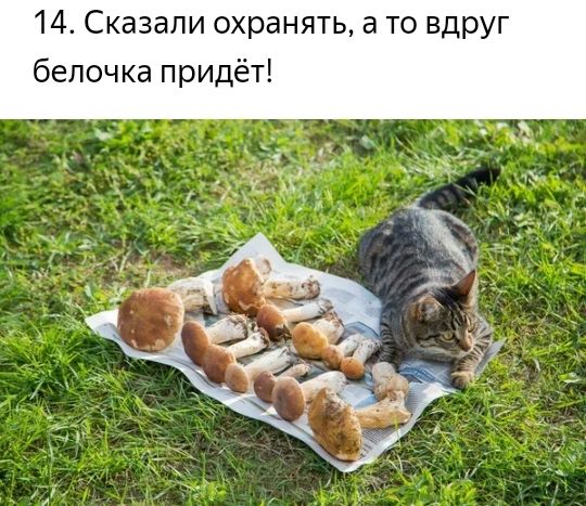 14 Сказали охранять а то вдруг белочка придёт