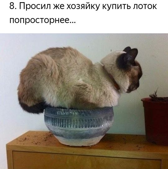 8 Просил же хозяйку купить по попросторнее