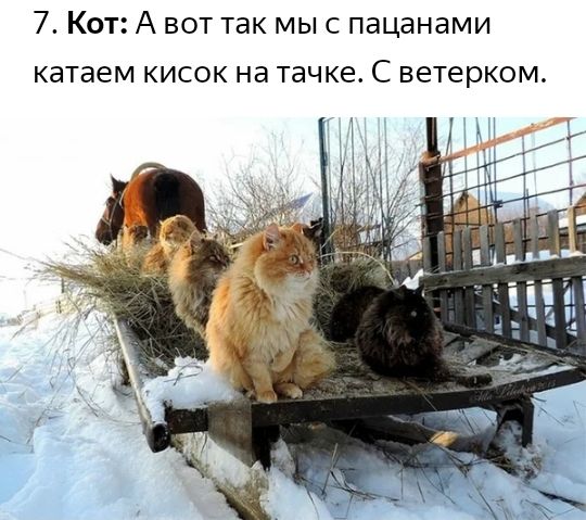 7 Кот А вот так мыс пацанами катаем КИСОК на тачке С ветерком