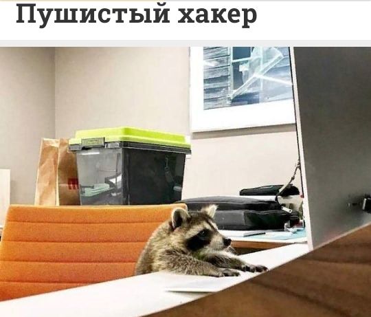 Пушистый хакер
