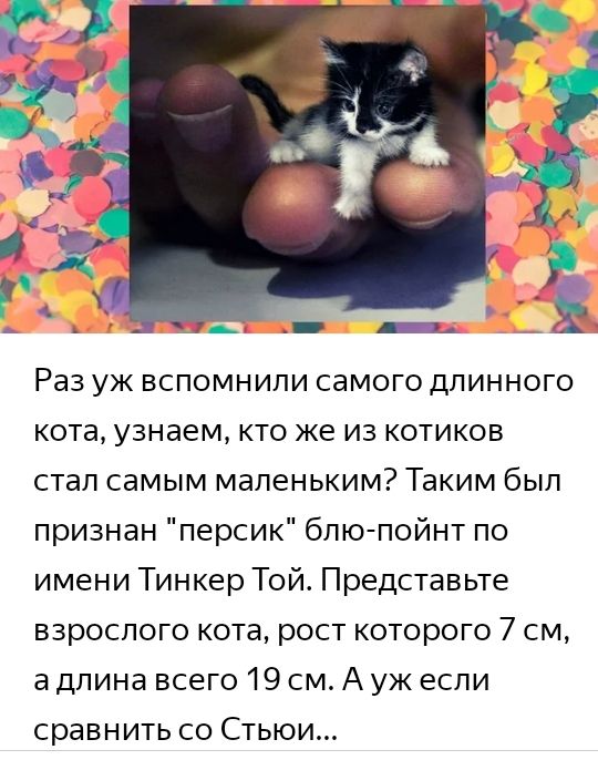 РЭЗ УЖ ВСПОМНИПИ СЭМОГО дПИННОГО кота узнаем кто же из котиков стал самым маленьким Таким был признан персик блю пойнт по имени Тинкер Той Представьте взрослого кота рост которого 7 см а длина всего 19 см А уж если сравнить со Стьюи