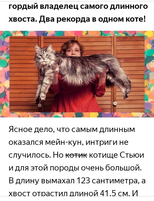 гордый владелец самого длинного хвоста Два рекорда в одном коте Ясное делочто самым длинным оказался мейн кун интриги не случилось Но котик котище Стьюи и для этой породы очень большой В дпину вымахап 123 сантиметра а хвост отрастил длиной 415 см И