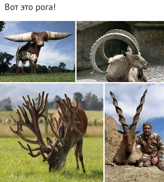 Вот это рога